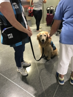 denver international airport dog