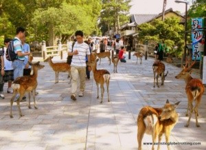 Nara Park