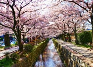 Cherry Blossoms